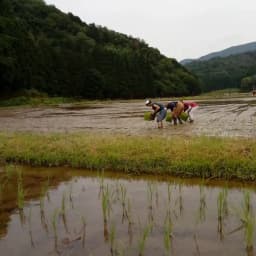 無農薬無肥料栽培米「旭１号」の田植え