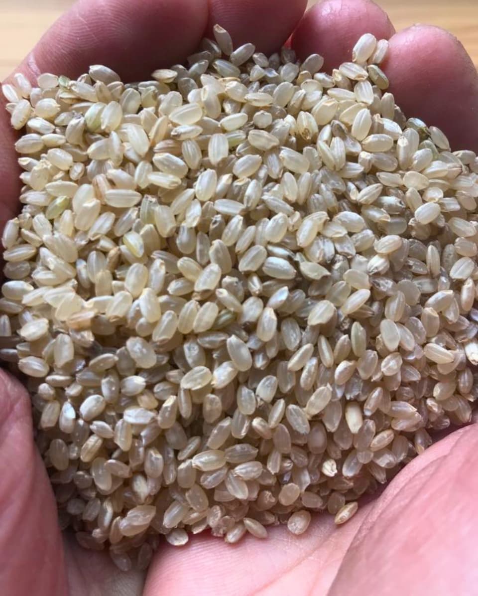 【完売御礼】令和７年産＜旭一号＞無農薬・無化学肥料・冬期湛水・ハザかけ天日干し