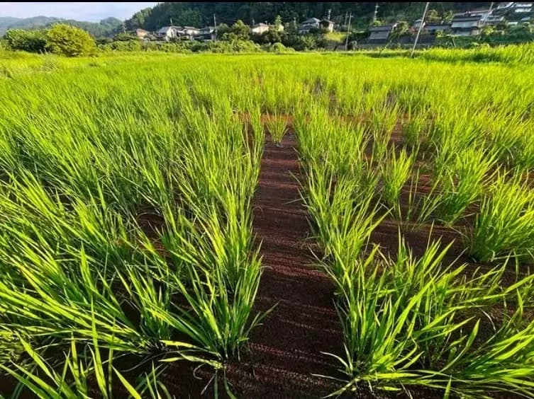 予約販売・30名限定】＜旭一号＞耕さない田んぼで育てた無農薬・はで