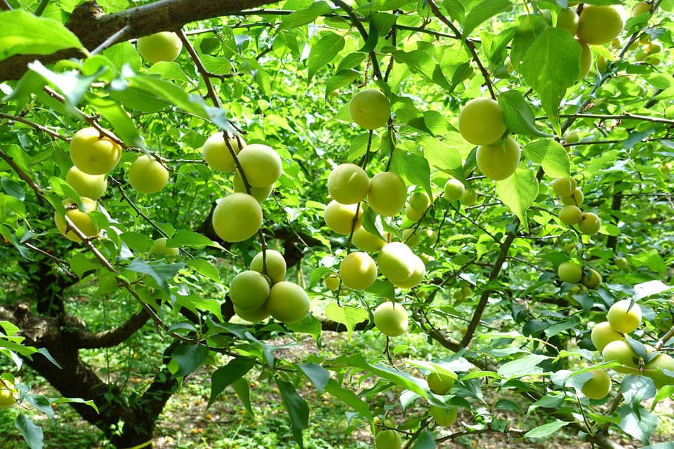 筑波の梅と国産テン菜糖だけで手作り＜完熟梅ジャム＞保存料着色料無
