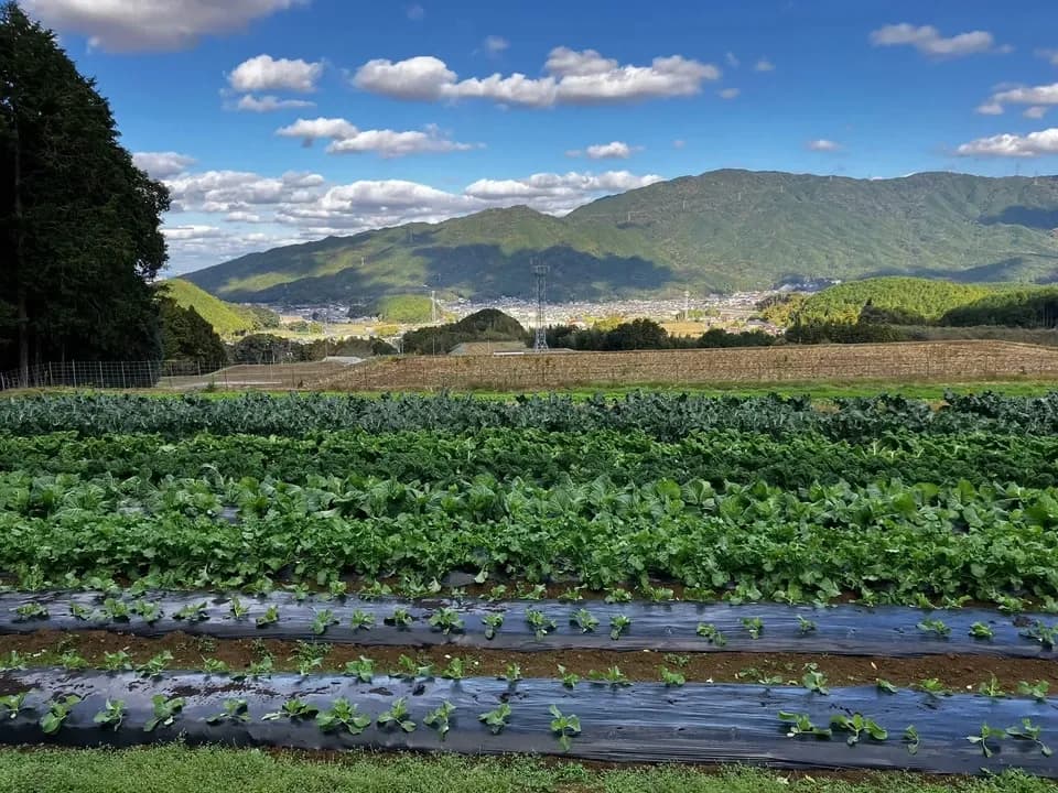 6月のお野菜もりもり御膳【無農薬米、無添加、野菜は有機または特別栽培】