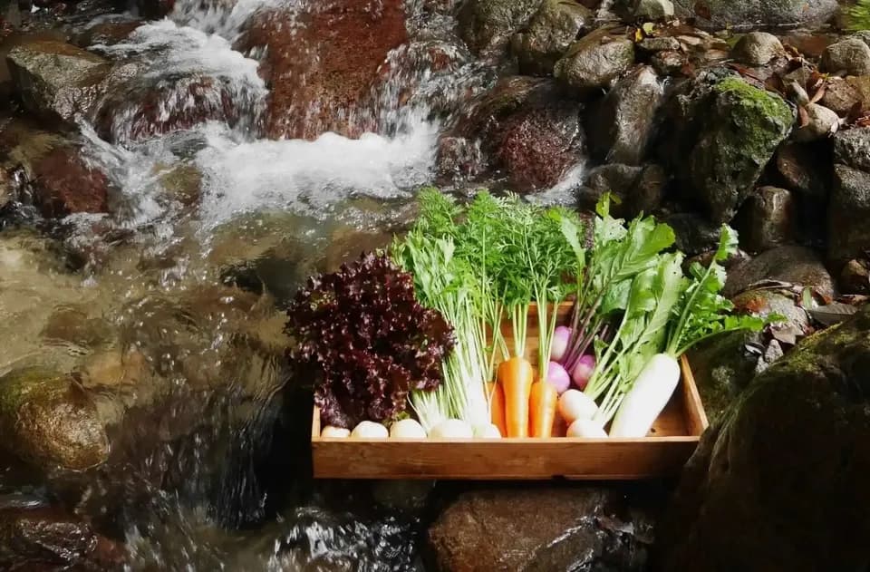 6月のお野菜もりもり御膳【無農薬米、無添加、野菜は有機または特別栽培】