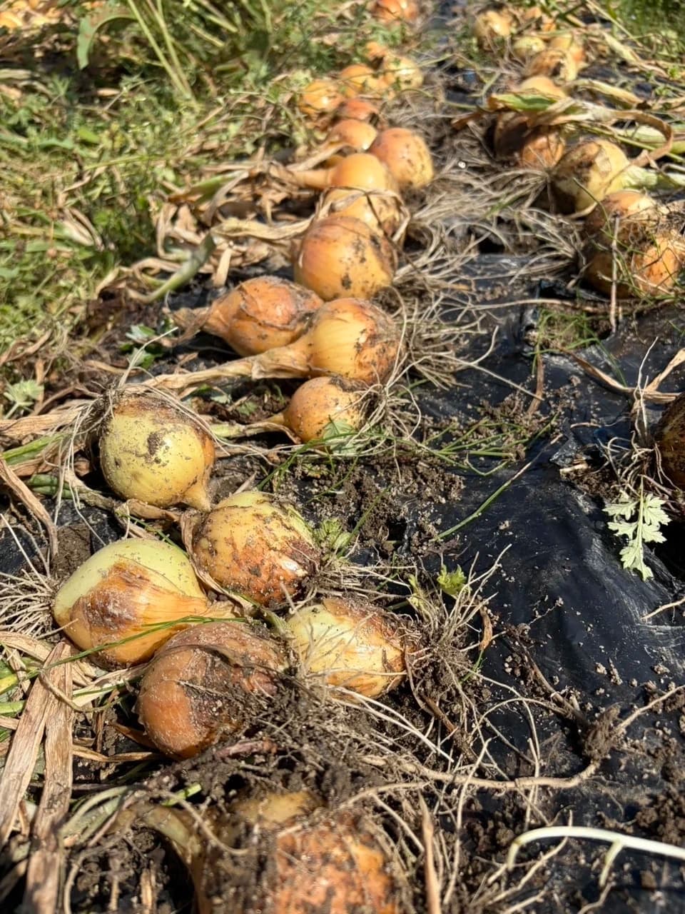 7月のお野菜もりもり御膳【無農薬米、無添加、野菜は有機または特別栽培】