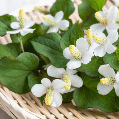 3月の薬膳茶【ゆらぎ肌改善茶】