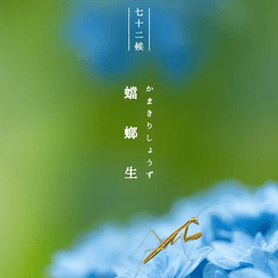 第二十五候｜蟷螂生 （七十二候の季節のお手紙）