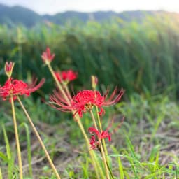 二十四節気｜秋分（九月二十三日〜十月七日ごろ）
