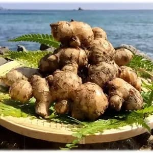 鰹乃國の生姜 農薬・化学肥料・除草剤不使用の口コミ・レビュー(うめっちさん)