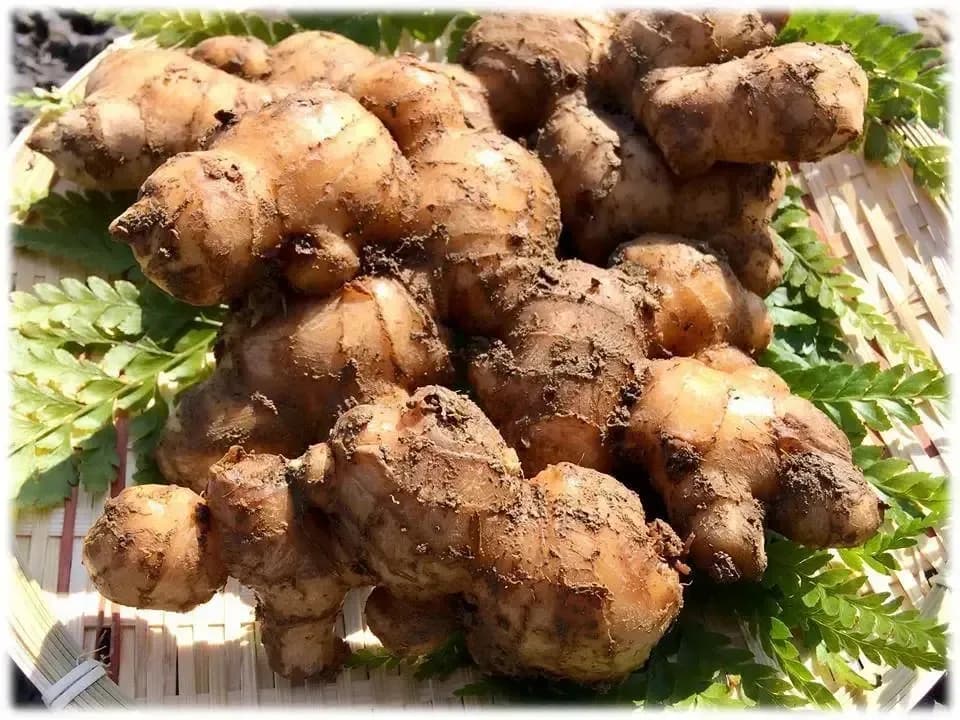 鰹乃國の生姜 農薬・化学肥料・除草剤不使用