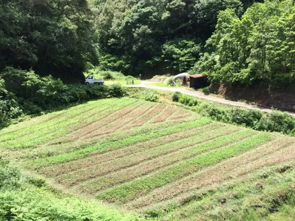 鰹乃國の生姜 農薬・化学肥料・除草剤不使用
