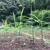 サムネイル 6