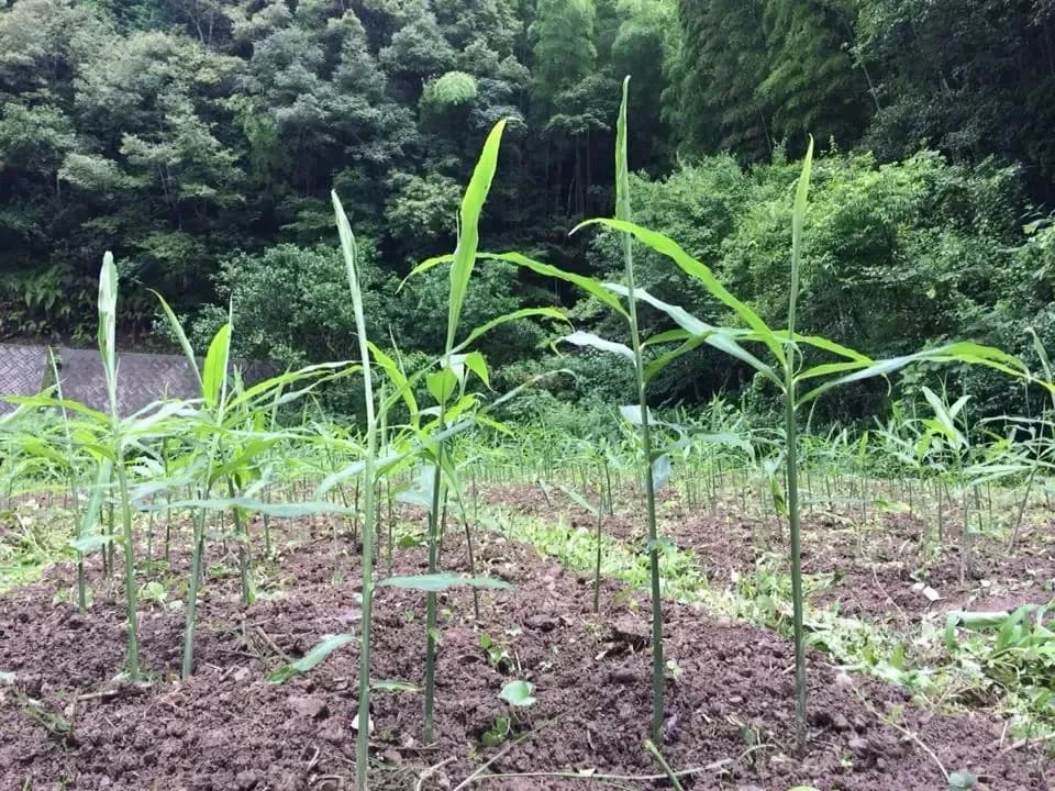 鰹乃國の生姜 農薬・化学肥料・除草剤不使用
