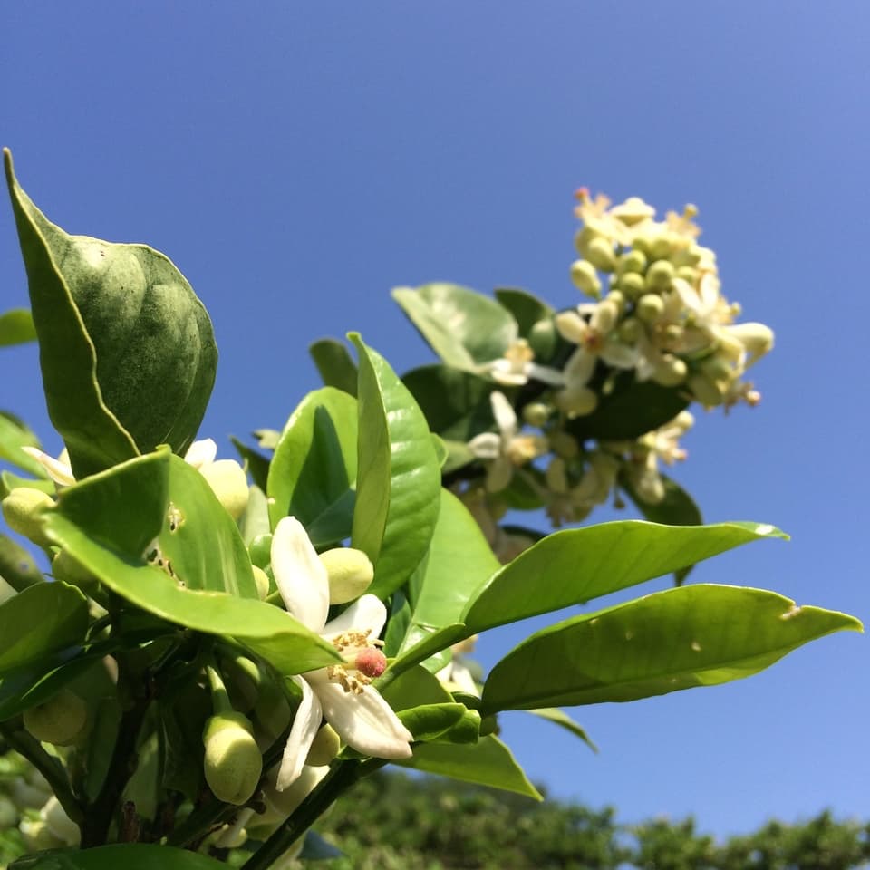 【26年度分・残りわずか！】お日様の文旦　農薬・化学肥料・除草剤不使用