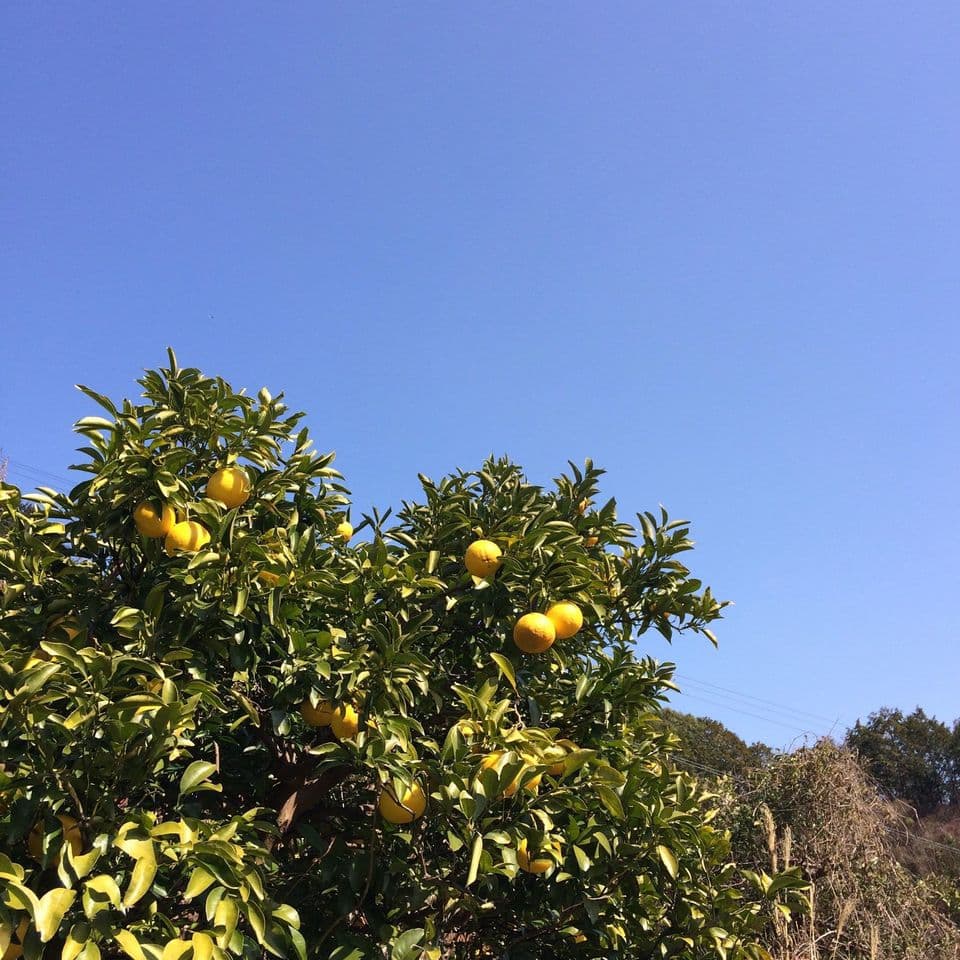 【極少量販売！】夏空の小夏　農薬・化学肥料・除草剤不使用