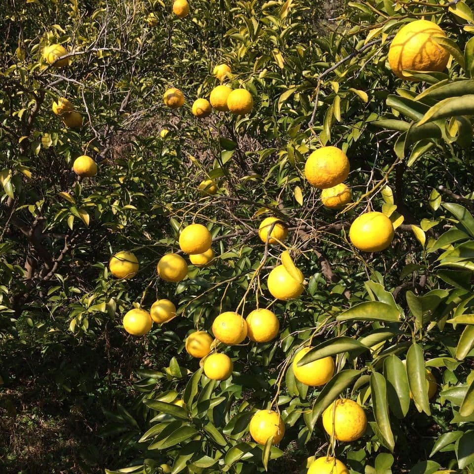 【極少量販売！】夏空の小夏　農薬・化学肥料・除草剤不使用