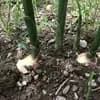 サムネイル 1