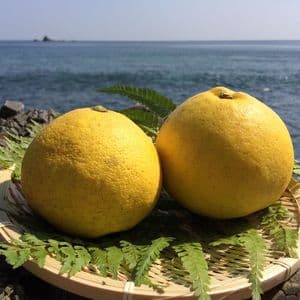 【26年度分・残りわずか！】お日様の文旦　農薬・化学肥料・除草剤不使用