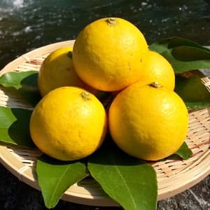【極少量販売！】夏空の小夏　農薬・化学肥料・除草剤不使用