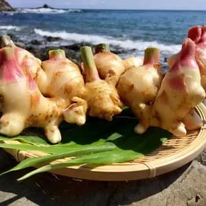 【ご予約受付中！10月27日出荷】サクサク美味しい！自然栽培の新生姜