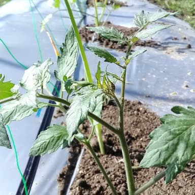 夏野菜の準備を進めています