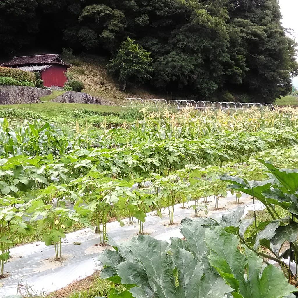 農薬不使用　化学肥料不使用の畑