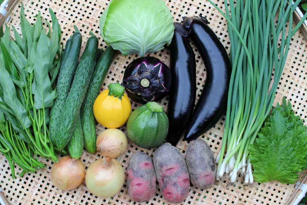 無農薬の夏野菜