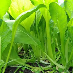 今週の野菜セット