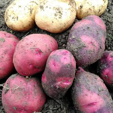 秋じゃがの収穫が始まっています！