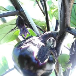 夏野菜収穫始まってきました
