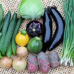 現在収穫中お野菜のお知らせ