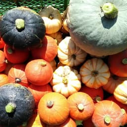野菜セットにかぼちゃが仲間入りします