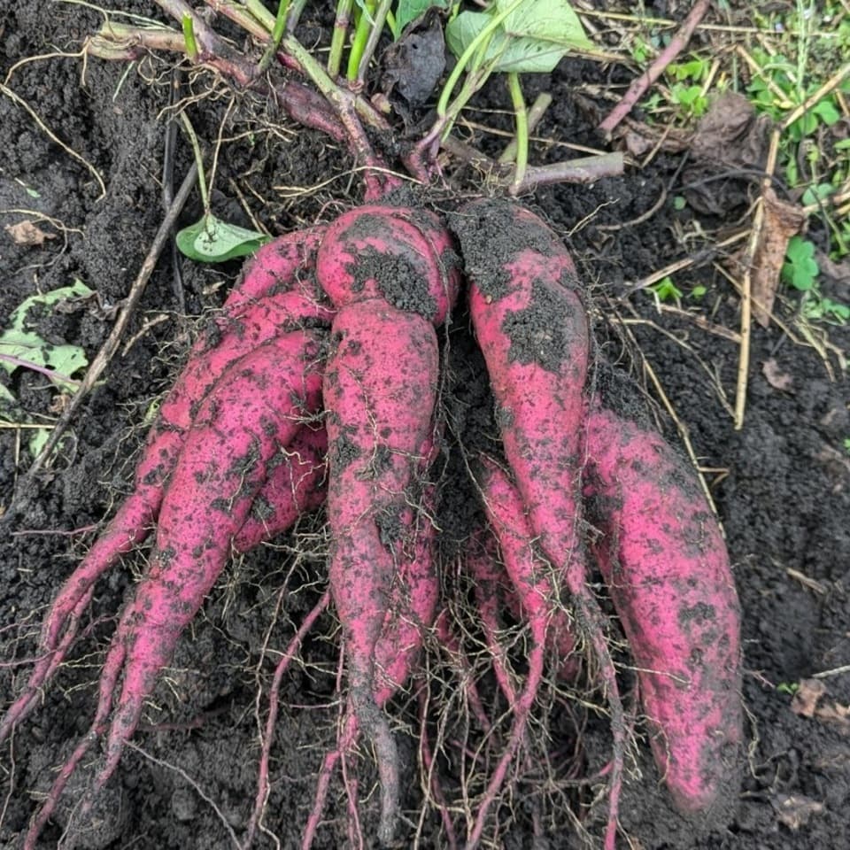 品のよい甘さの熟成紫芋＜パープルスイートロード＞完全無農薬・無肥料・微生物農法栽培