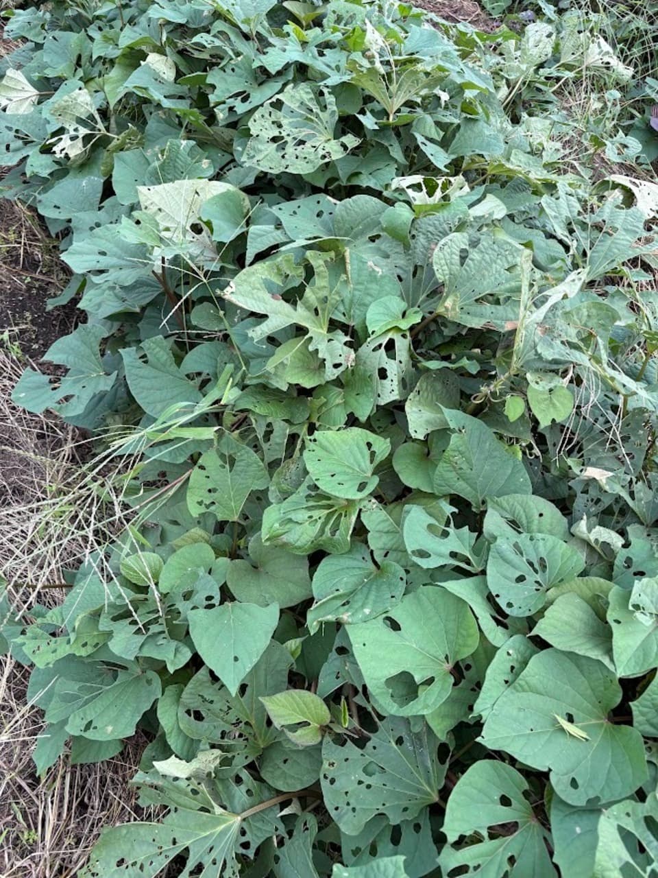懐かしいほっこり甘い熟成＜紅あずま＞完全無農薬・無肥料・微生物農法栽培