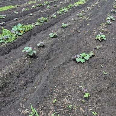 2024年度産　安納芋　その2　6.7月頃の畑の様子
