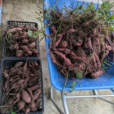2024年度産　安納芋　その5　お客様のお手元に届くまで