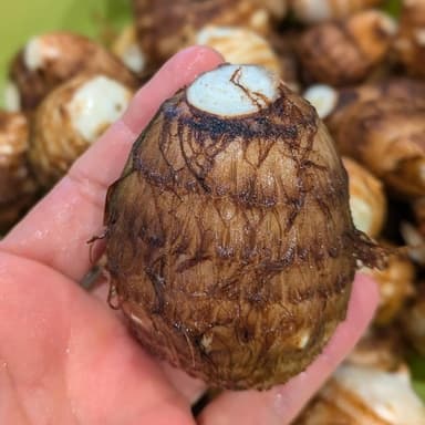 秋の畑　他の作物を紹介します（里芋編）