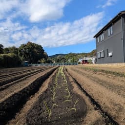 肥料は「もみ殻ぼかし」だけ