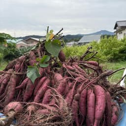 紫芋（パープルスイートロード）収穫
