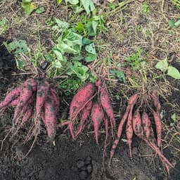 四種類のさつまいもの特徴　①