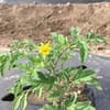 サムネイル 4