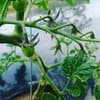 サムネイル 6