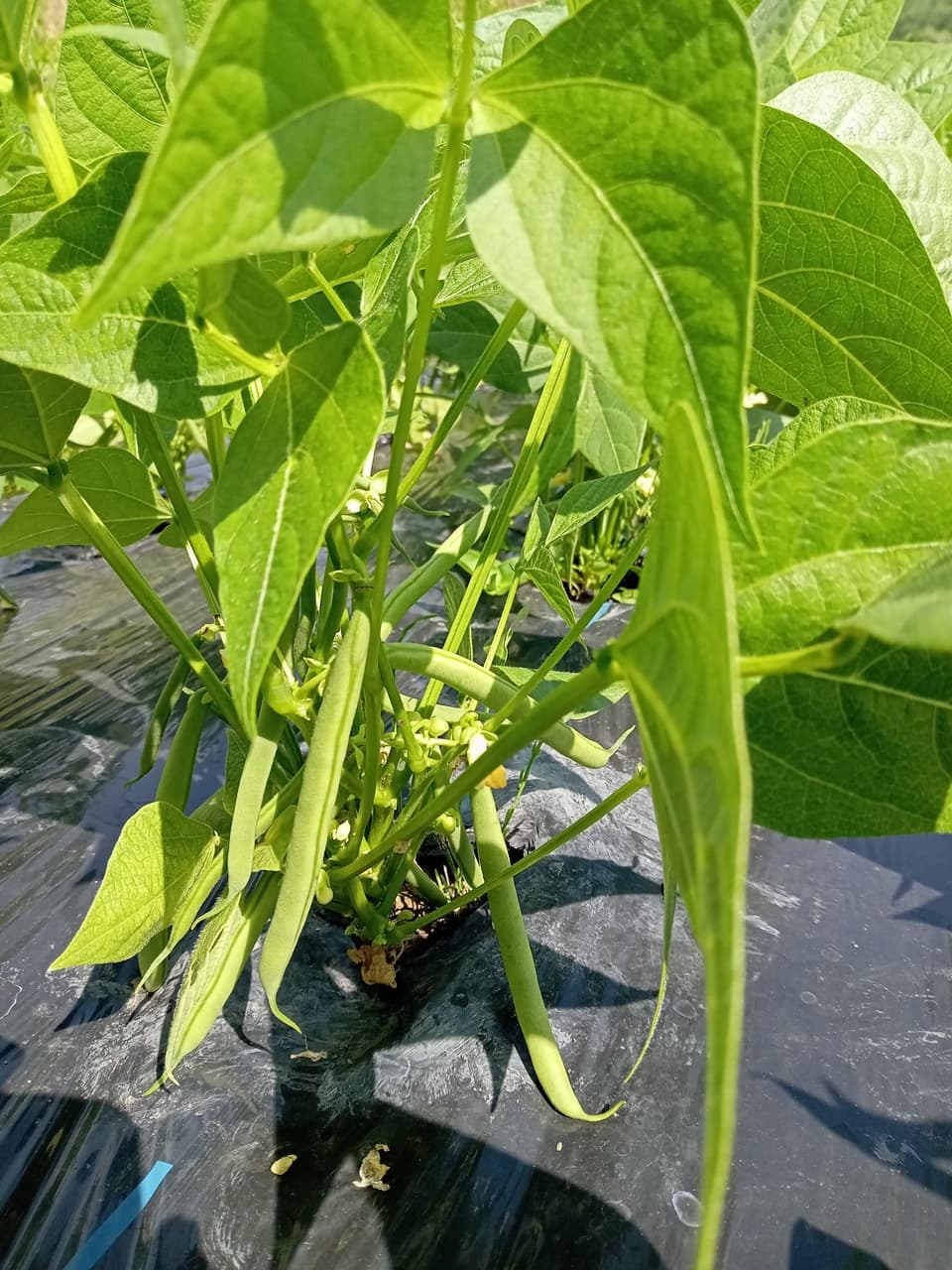 【旬をたっぷり】自然栽培の手渡したくなるお任せ野菜SET