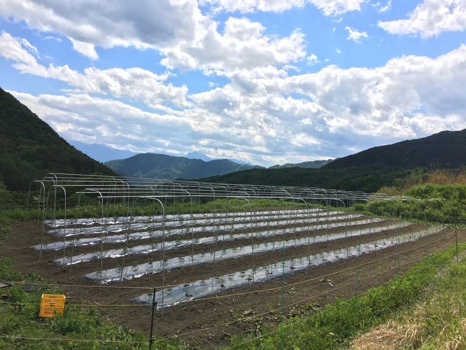 【旬をたっぷり】自然栽培の手渡したくなるお任せ野菜SET