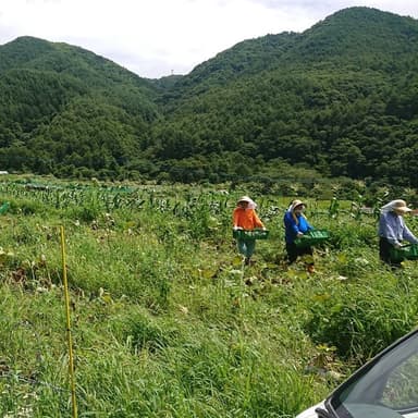 支えられてできたかぼちゃペースト