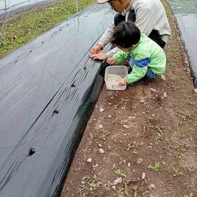 自然栽培インゲン