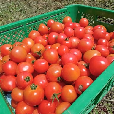 中玉トマト🍅スイートコーン🌽
