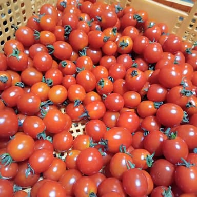 濃くて甘いミニトマト🍅