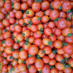 ミニトマト🍅