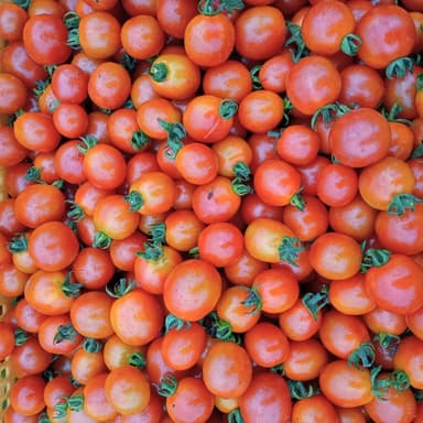 ミニトマト🍅