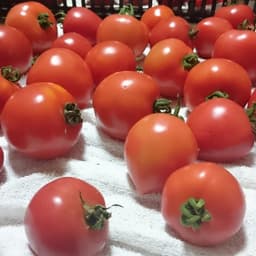 再販しました🍅