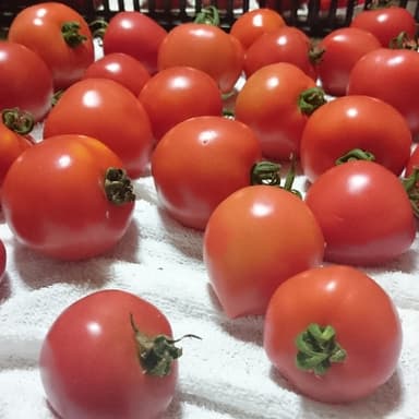 再販しました🍅